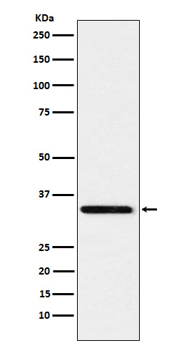 Syntaxin 4 Ab