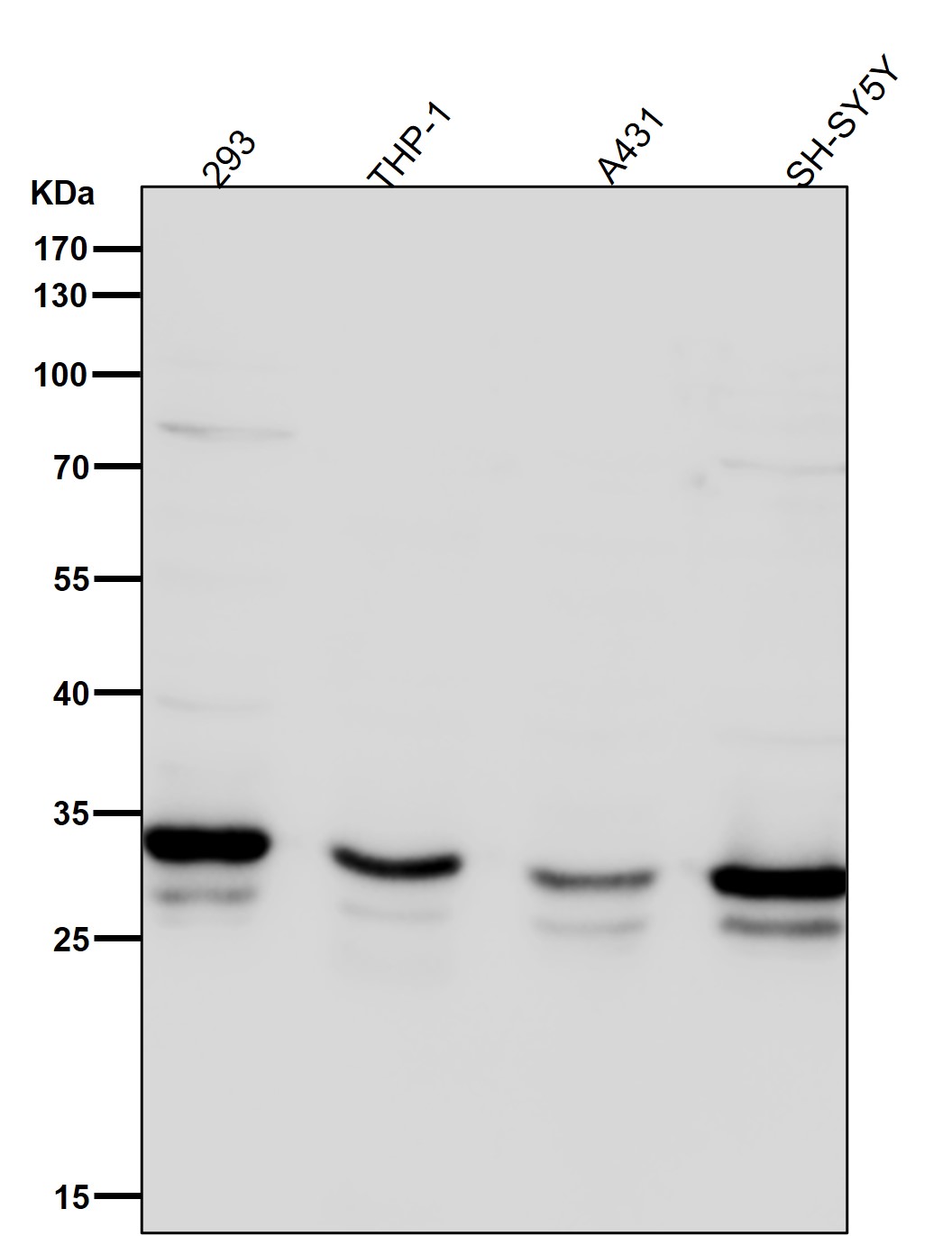 Syntaxin 4 Ab