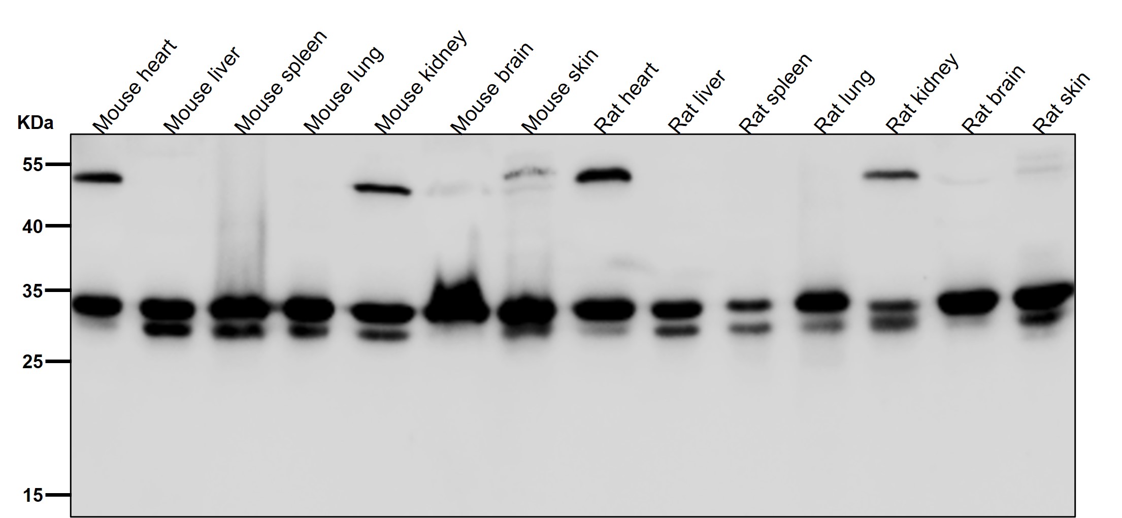 Syntaxin 4 Ab