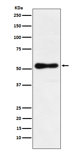 Nuclear receptor ROR beta Ab