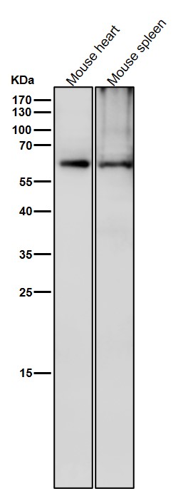 p-DRP 2 (T514) Ab