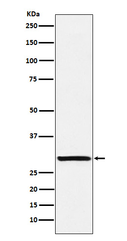 ACRV1 Ab