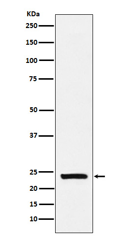 alpha S1 casein Ab