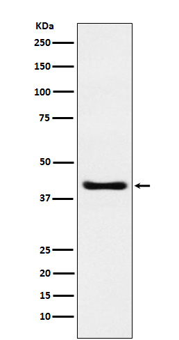 HIB homolog 1 Ab