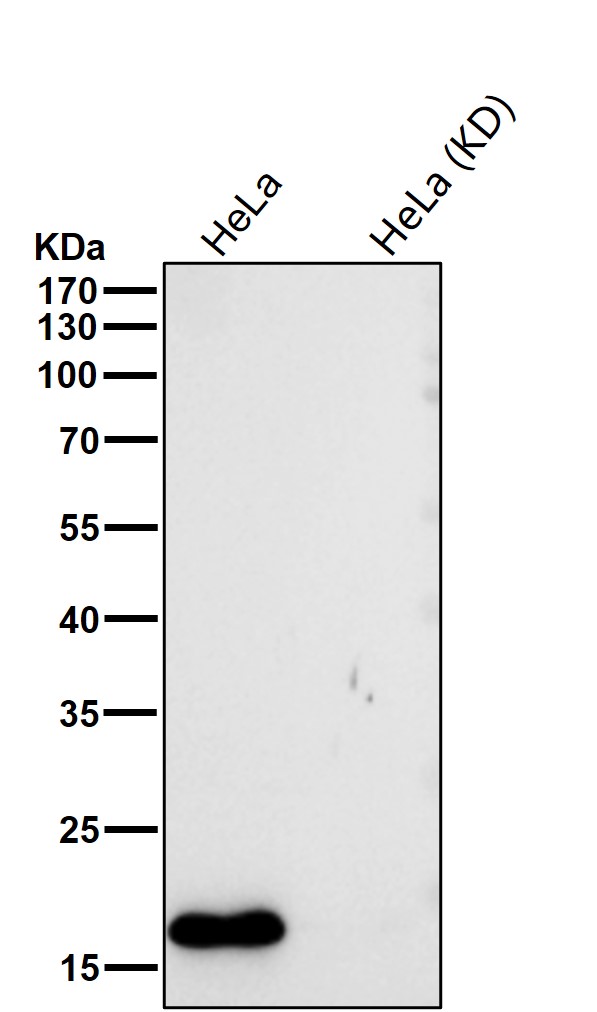 NUDT1 Ab