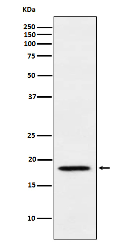 NUDT1 Ab