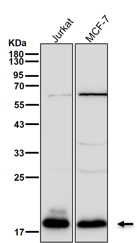 NUDT1 Ab