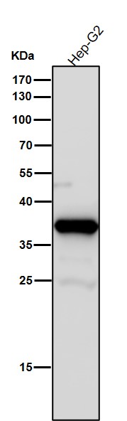 AKR1C3 Ab