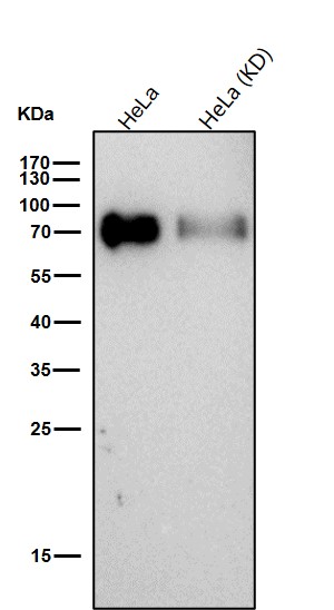 CD155 Ab