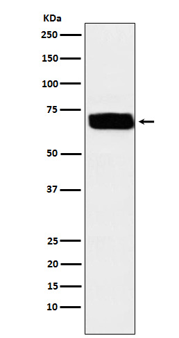 CD155 Ab