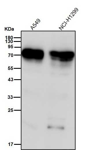 CD155 Ab