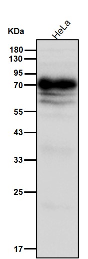 CD155 Ab