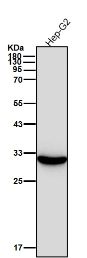 p53 DINP1 Ab