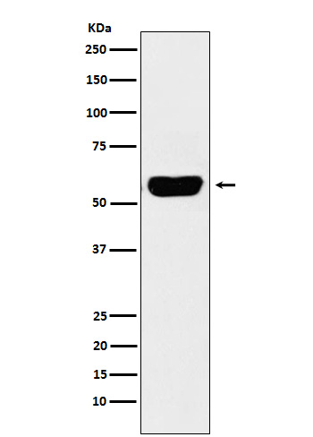 alpha Amylase 1 Ab