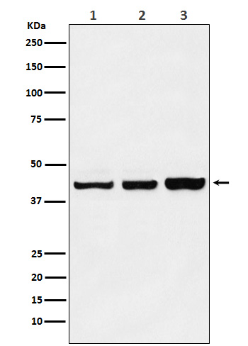 PRMT6 Ab