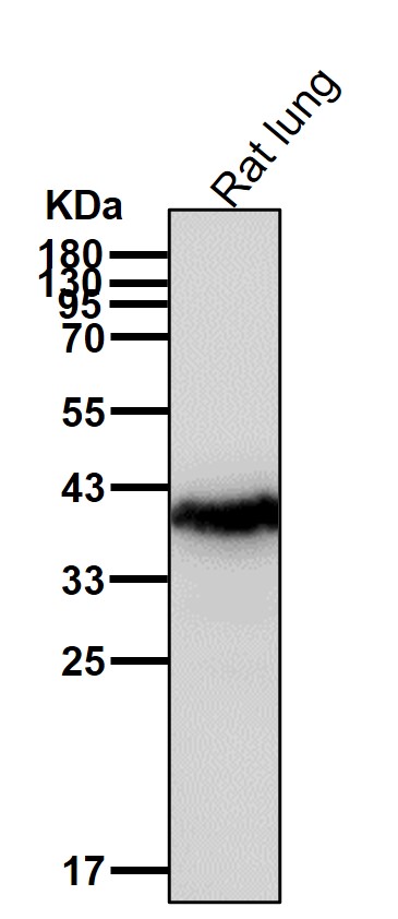 PRMT6 Ab