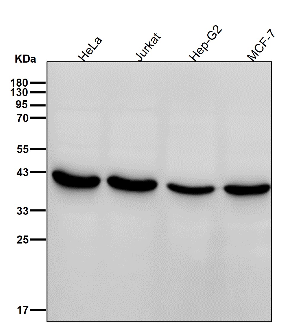 PRMT6 Ab