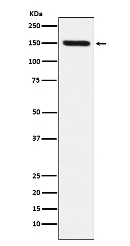 CD163 Ab