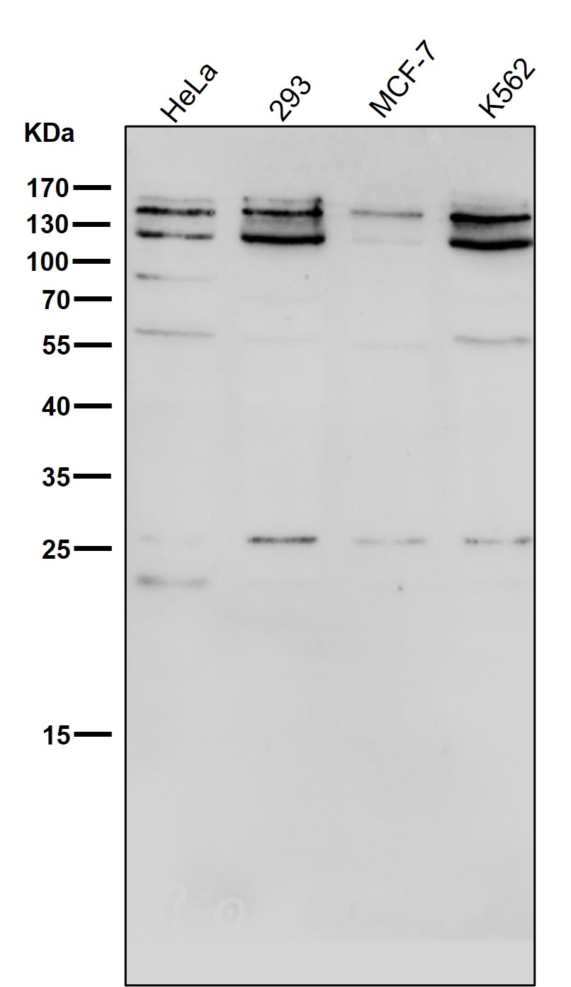 KAT13A Ab