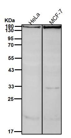 KAT13A Ab