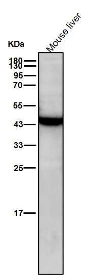 KAT1 Ab