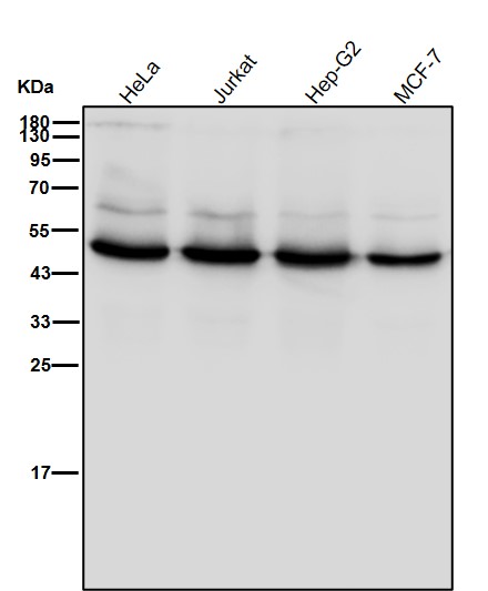 KAT1 Ab