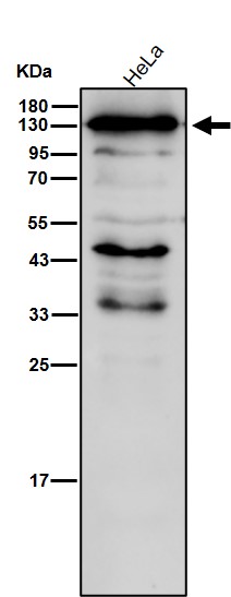 BUB1 Ab