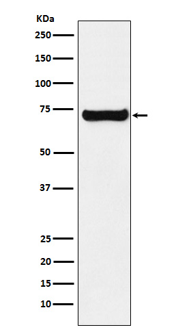 Sestrin 1 Ab