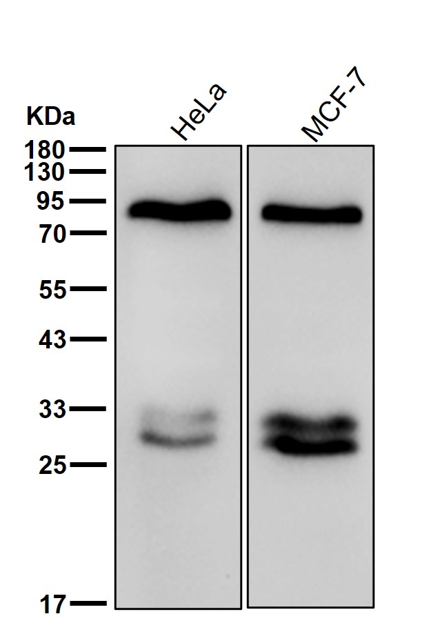 KAT2B Ab