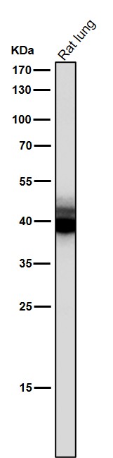 Mesothelin Ab