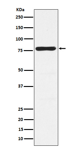 PKC gamma Ab