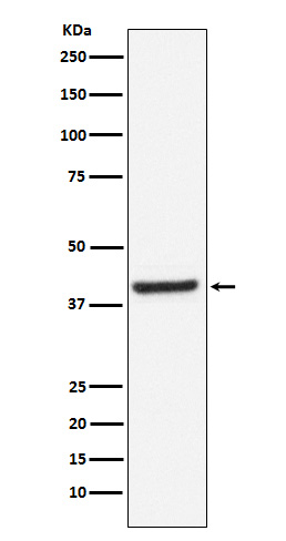 Inhibin beta A chain Ab