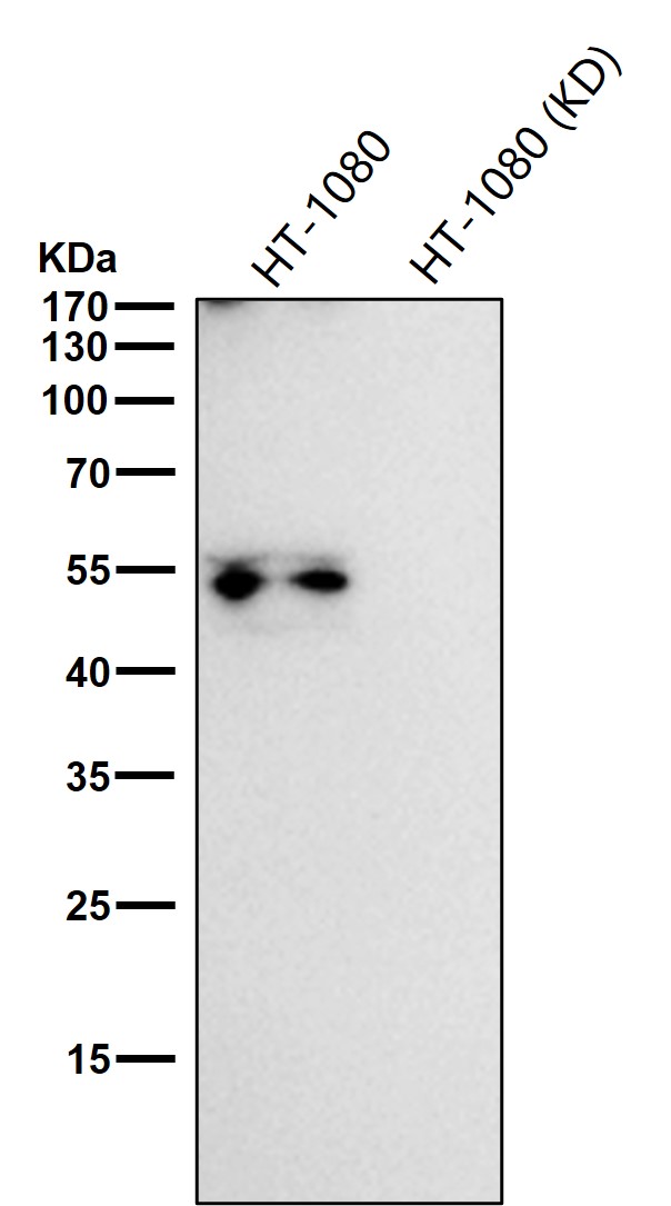 Inhibin beta B chain Ab