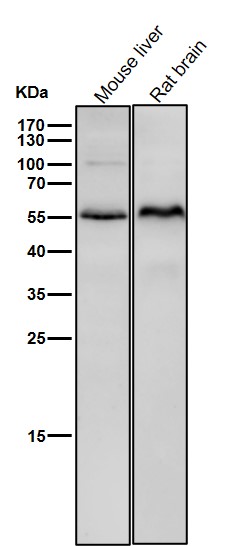 Inhibin beta B chain Ab