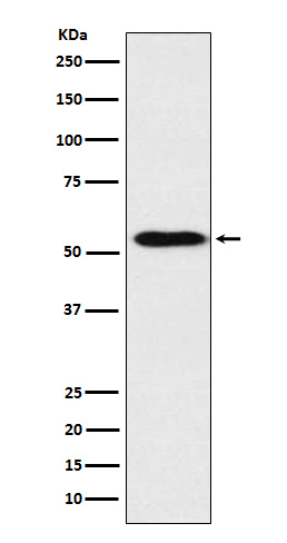 Apolipoprotein H Ab