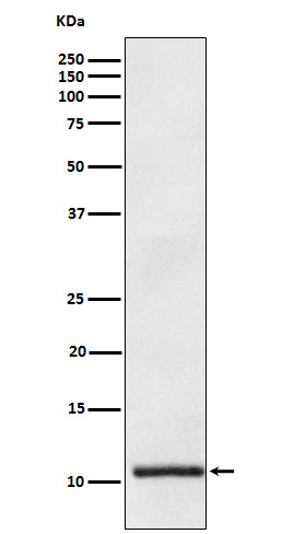 Apolipoprotein A2 Ab