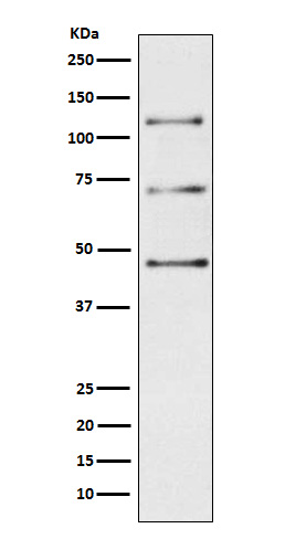 Complement C3 Ab