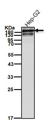 Complement C3 Ab