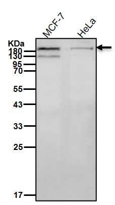 Complement C3 Ab