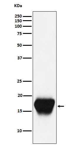 CD52 Ab