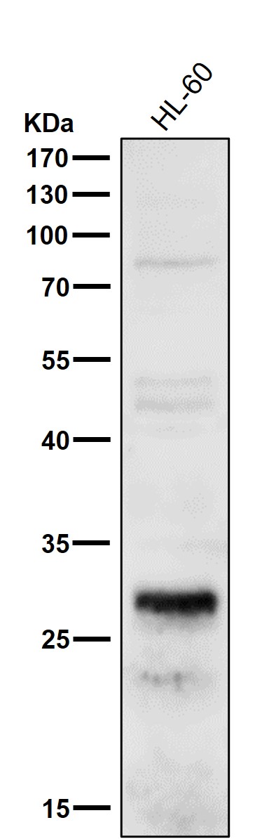 CD52 Ab