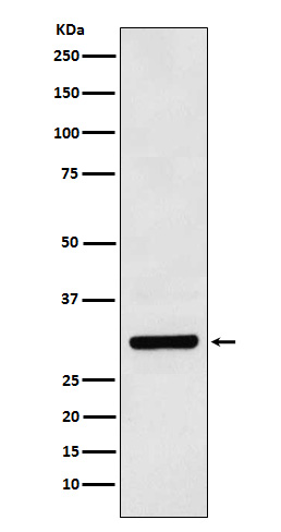 Bcl 10 Ab