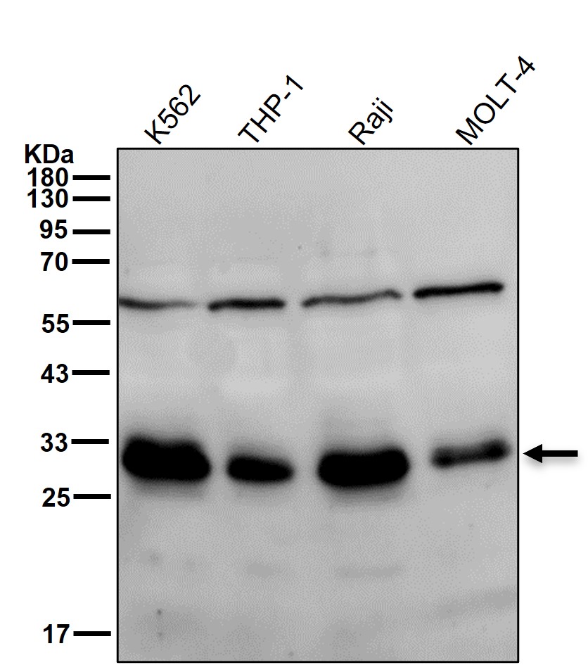 Bcl 10 Ab