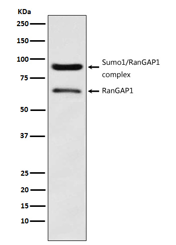 RANGAP1 Ab