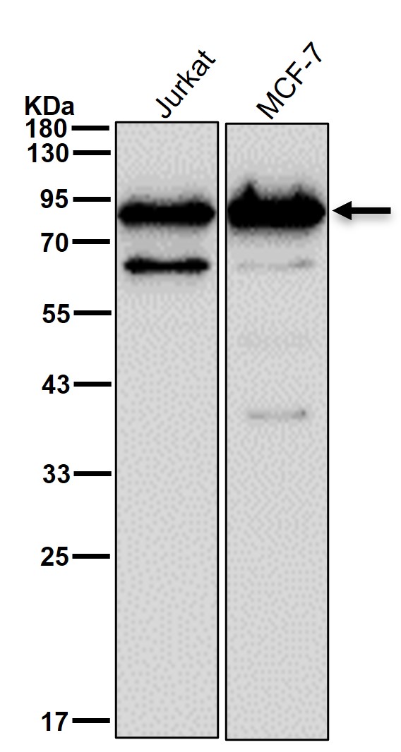 RANGAP1 Ab