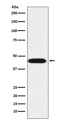 LIS1 Ab