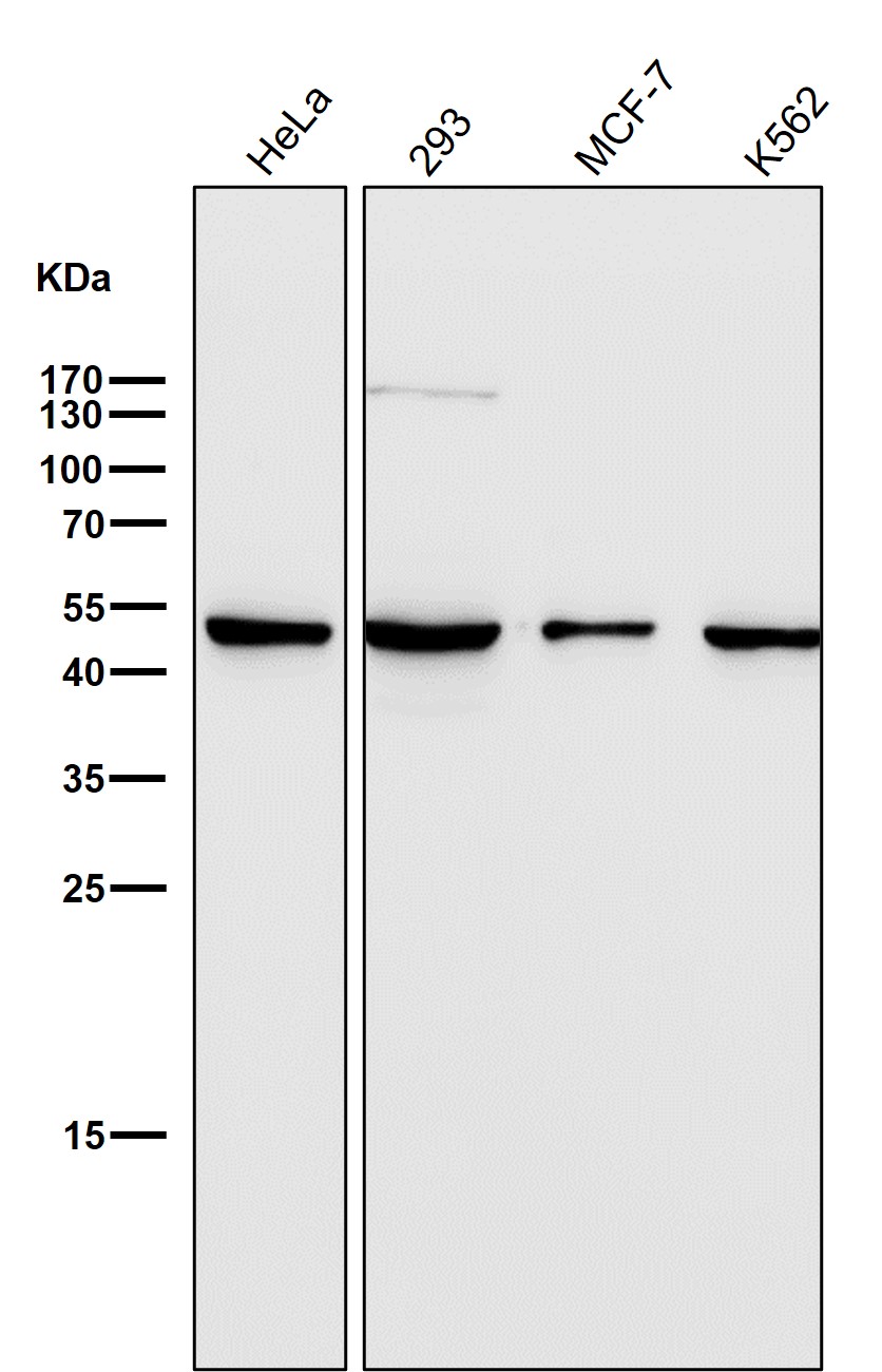 LIS1 Ab