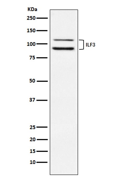 ILF3 Ab