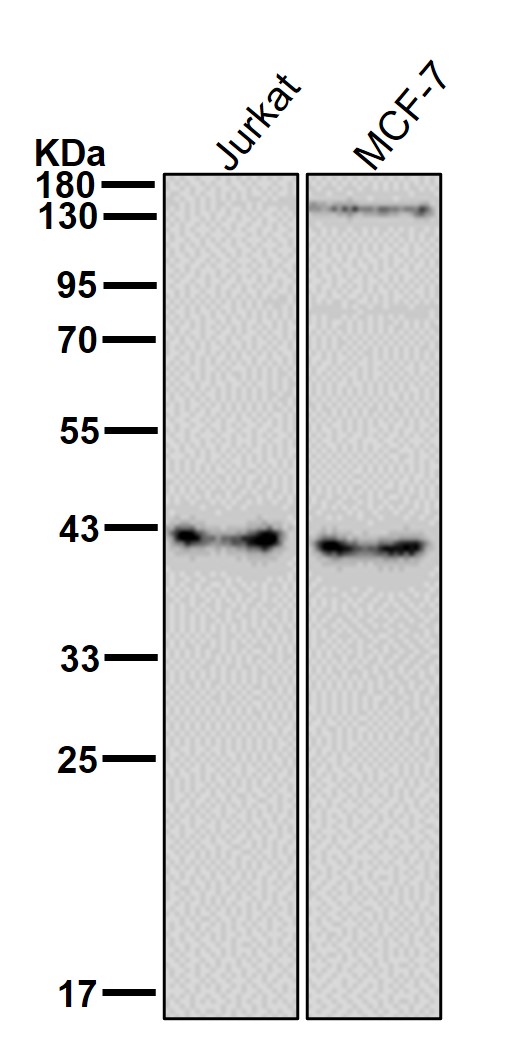 HIF 1 alpha inhibitor Ab