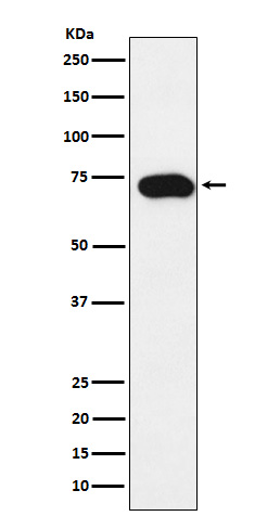 SLC22A1 Ab